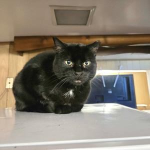 Sonnie, adult, available for adoption