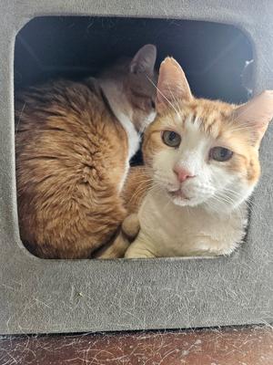 Two cats, one orange and white, the other orange, are nestled together in a small, dark opening. The orange and white cat is looking directly at the camera.