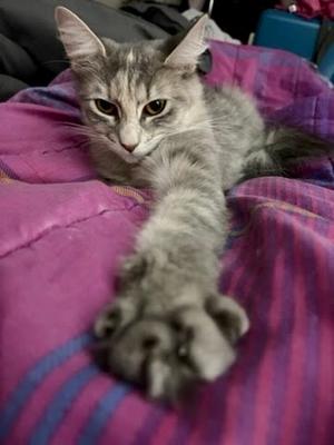 Mazie, young, available for adoption