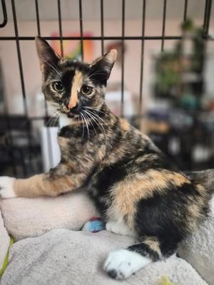 Gelly, kitten, available for adoption
