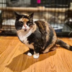 Ariana, adult, available for adoption