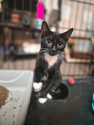 Kelly, kitten, available for adoption