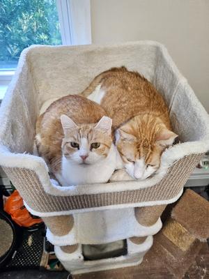 Nutmeg, senior, available for adoption