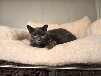 Olive, adult, available for adoption