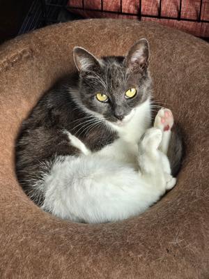 Ahsoka, adult, available for adoption