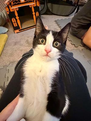 Seth, kitten, available for adoption