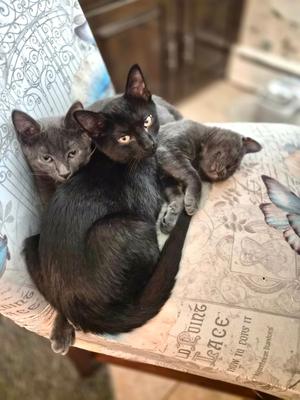 Jacob, kitten, available for adoption