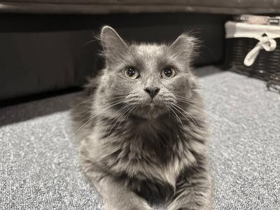 Phantom, young, available for adoption
