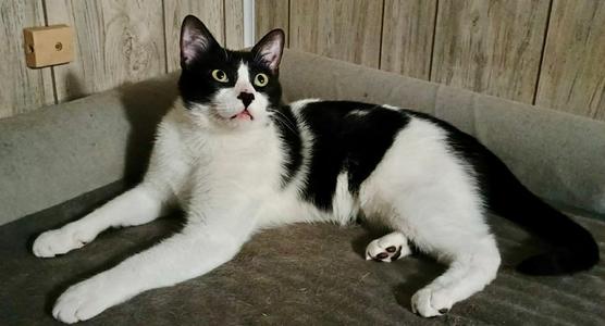 Angel Baby, young, available for adoption