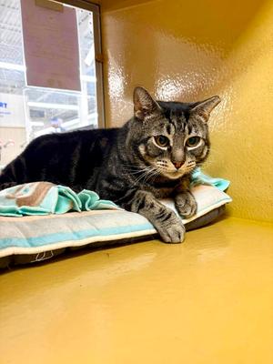 Bandit, adult, available for adoption