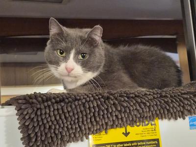 Pinky, adult, available for adoption