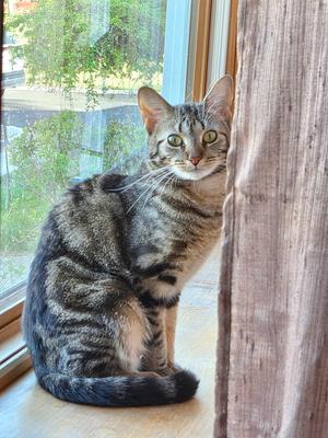 A tabby cat sitting on a windowsill, looking out the window.