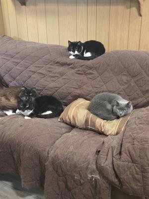 Three cats resting on a brown couch with a quilted cover. One black and white cat is lying on the backrest, a black and white cat is lying on the seat, and a gray cat is lying on a striped pillow.