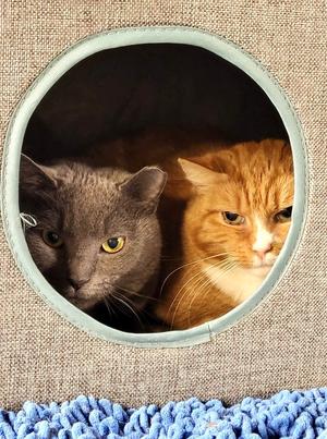 Red, adult, available for adoption