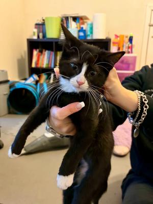 Summer, kitten, available for adoption