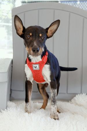 Dalton, Rat Terrier/Mixed Breed, available for adoption