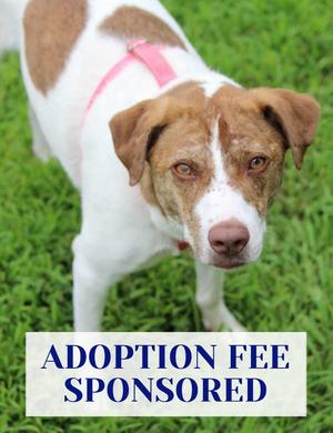 Felicity, Pit Bull Terrier/Husky, adult, available for adoption