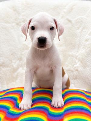 Brady Bunch Litter - Bobby, Boxer/Pit Bull Terrier, available for adoption