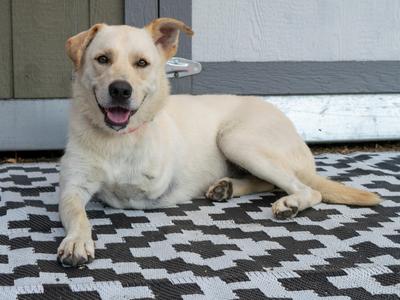 A light-colored dog with floppy ears is lying on a black and white patterned mat, looking directly at the camera with its mouth open and tongue out.