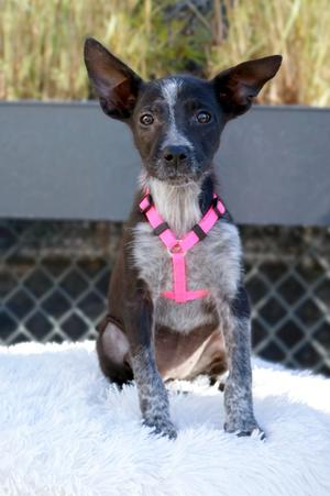 Darla, Rat Terrier/Mixed Breed, available for adoption