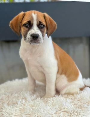 Entertainment Award Litter - Emmy, Mixed Breed, available for adoption