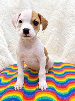 Brady Bunch Litter - Jan, Boxer/Pit Bull Terrier, available for adoption