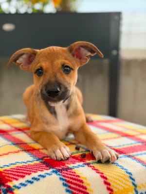 Bo Peep - Boo - I Found You Promo, Mixed Breed, available for adoption