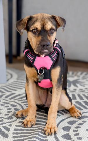 Greta, Shepherd/Boxer, available for adoption