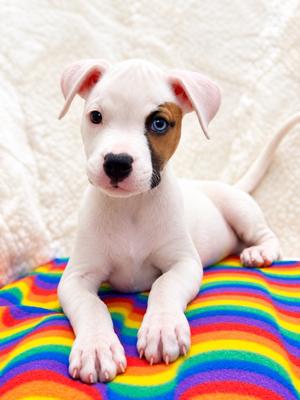 Brady Bunch Litter - Cindy, Boxer/Pit Bull Terrier, available for adoption