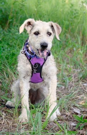 Alissa - Clear the Patch Promo, Wirehaired Terrier/Labrador Retriever, available for adoption