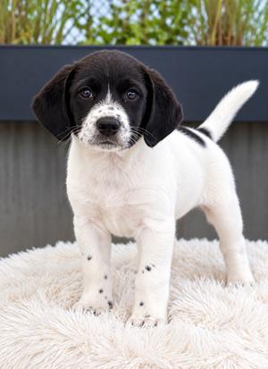 Entertainment Award Litter - Grammy, Mixed Breed, available for adoption