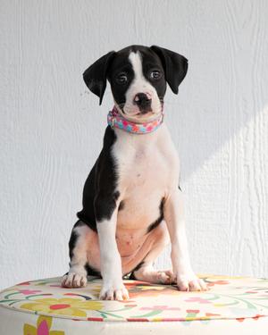 Ginger Spice - Boo - I Found You Promo, Mixed Breed, available for adoption