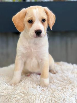 Entertainment Award Litter - Oscar, Mixed Breed, available for adoption