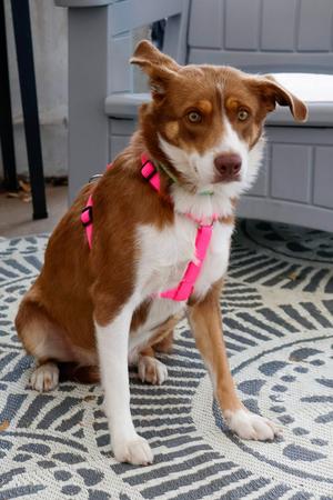 Ella, Australian Shepherd/Mixed Breed, young, available for adoption