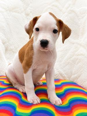 Brady Bunch Litter- Peter, Boxer/Pit Bull Terrier, available for adoption