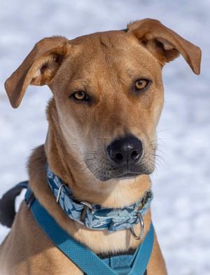 Abe, Mixed Breed, adult, available for adoption