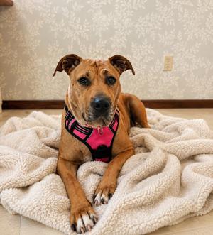 Deb - Clear the Patch Promo, Mixed Breed, young, available for adoption