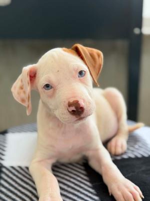 Dinoco - Boo - I Found You Promo, Mixed Breed, available for adoption