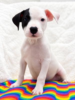 Brady Bunch Litter- Greg, Boxer/Pit Bull Terrier, available for adoption