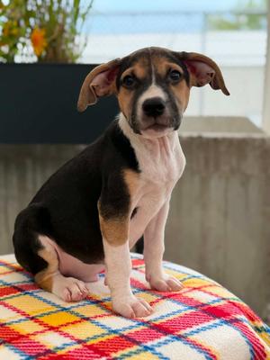 Buzz Lightyear - Boo - I Found You Promo, Mixed Breed, available for adoption