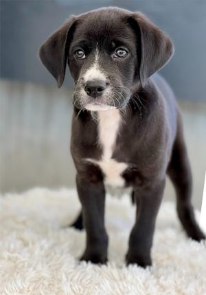 Entertainment Award Litter - Golden Globe, Mixed Breed, available for adoption