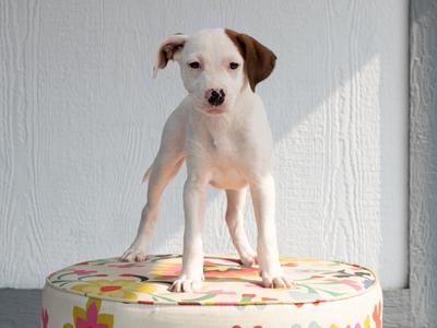 A white puppy with brown patches on its ears and face is standing on a colorful, patterned ottoman. The background is a plain white wall.