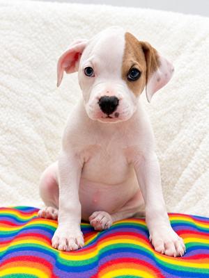 Brady Bunch Litter - Marsha, Boxer/Pit Bull Terrier, available for adoption
