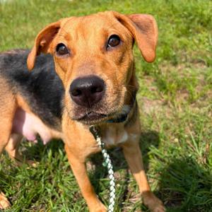 Nora (Willow), Hound, adult, available for adoption