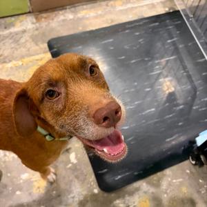 Kimi (Sophie), Terrier, adult, available for adoption
