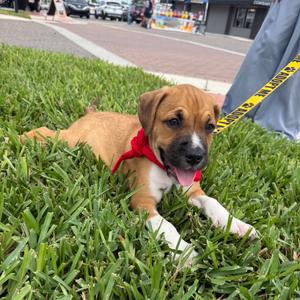Porter, Terrier, puppy, available for adoption