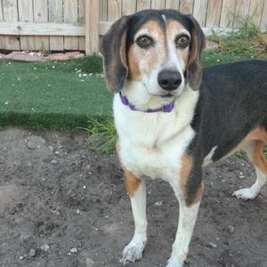 A beagle dog with a purple collar standing in a backyard.