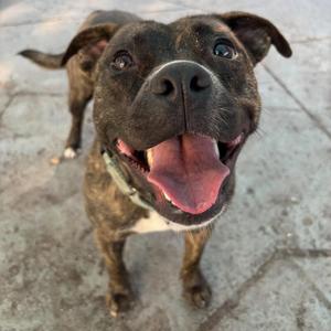 A happy dog with a black and brown coat, standing on a paved surface, looking up with its mouth open and tongue out.