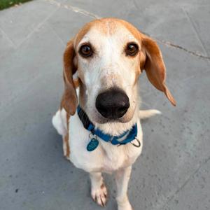 A close-up of a dog with floppy ears and a blue collar, looking up at the camera.