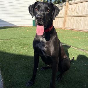 Dana the Dane, Great Dane, young, available for adoption